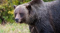 Discover Grizzly Bears from Banff
