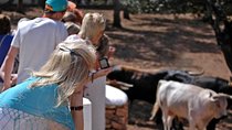 Andalucia Bull and Horse Farm and Ronda Private Tour from Malaga