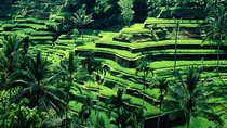 Ubud - Best central one day Tour