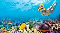 Full-Day Key West Tour and Coral Reef Snorkeling with Open Bar