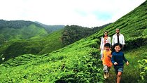 Private Cameron Highland Day Trip from Kuala Lumpur
