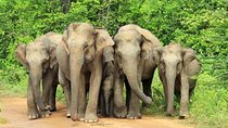 Udawalawa National Park Day Tour