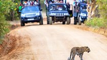 Full Day Safari in Yala National Park With Picnic Lunch