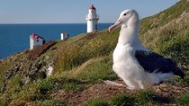 Dunedin City Highlights, Otago Peninsula Scenery & Albatross Guided Tour