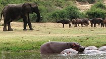 2 Days Safari To Queen Elizabeth National Park with Cruise