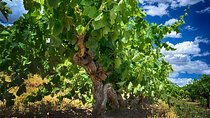 Small Tour Barossa Valley Voyager Tour from Adelaide