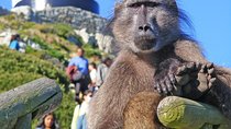 Cape Point & Penguins full day tour