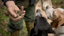 Truffle Hunting and Tasting in San Gimignano with a Tuscan Lunch