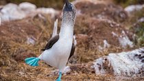 6-Day Galapagos Land-based Tour including 3 islands