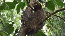 Sloth Adventure From Guanacaste