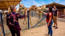 Dubai Local Camel Farm Visit with Camel feeding & Camel milk 