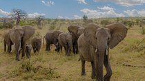 3-Days Tanzania Safari Tours