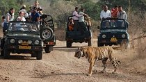 2-Days Private Ranthambhore Tiger Tour from Jaipur