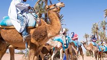 camel ride on the palm grove marrakech