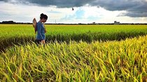 Paddy Field, Fishing And Fireflies Tour