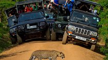 Private 02 Day Leopard Safari in Yala from Bentota
