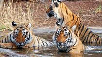 Private 6-days Tour Delhi, Jaipur, Ranthambore Safari And Agra With Tajmahal