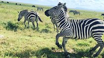 2 days Safari to Tarangire and Ngorongoro crater