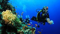 Menjangan Island Bali Diving Activity