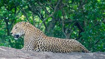 Leopard Safari in Yala National Park(Full Day/Half A Day)