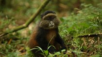 1-Day Rwanda Golden Monkey Trekking Expedition