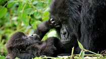 2 Day Gorilla Trekking at Bwindi National Park in Uganda