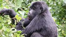 3 Day Kalinzu Chimp Trek and Uganda Gorilla Tour
