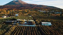 Organic Wine Tasting & Lunch on Vesuvius with Transfer from Naples
