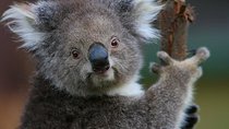 Yarra Valley Wildlife & Wine Day Tour with Healesville Sanctuary