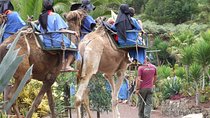 Camel Riding Tour at El Tanque, Tenerife