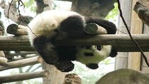 Chengdu Giant Panda Base Private half day tour