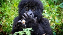 2 Days Mountain Gorilla Safari Rwanda
