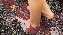 Grape Stomping in Provence