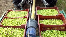 Olive Harvest in Provence