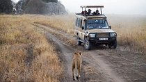 Journey Through the Wild – 5 Days Serengeti & Ngorongoro