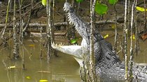 1-Hour Daintree River wildlife cruise