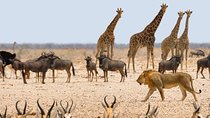 3 Days Safaris in Etosha | Guided Lodge