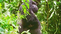 4 Days Congo Eastern Lowland Gorilla trekking and Tshibati Waterfall exploration