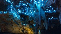 Auckland to Waitomo Caves Private Tour