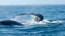 Hemel en Aarde Whale Coast + Wine Day Tour with Private Transfer