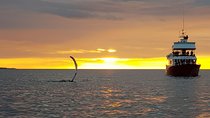 Magical Whales in the Midnight Sun | from Reykjavik
