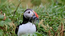 Classic Puffin Watching Cruise from Downtown Reykjavík