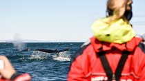 Akureyri Express Whale Watching by RIB boat