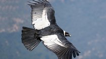 Full Day Condor Viewpoint & Inca Sites Tour - Private Service