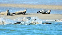 Small Group Half Day Seal Safari at UNESCO Site Waddensea from Amsterdam