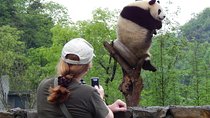 Mini Group: Half-Day Chengdu Pandas Guided Tour