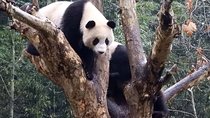 Wolong Panda Base Volunteering Program from Chengdu