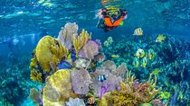 Reef Snorkel In National Park In Puerto Morelos With Lunch And Transportation