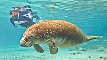Manatee Swim and Wildlife Park with Upgrade Options from Orlando