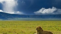 Ngorongoro Crater Day Trip